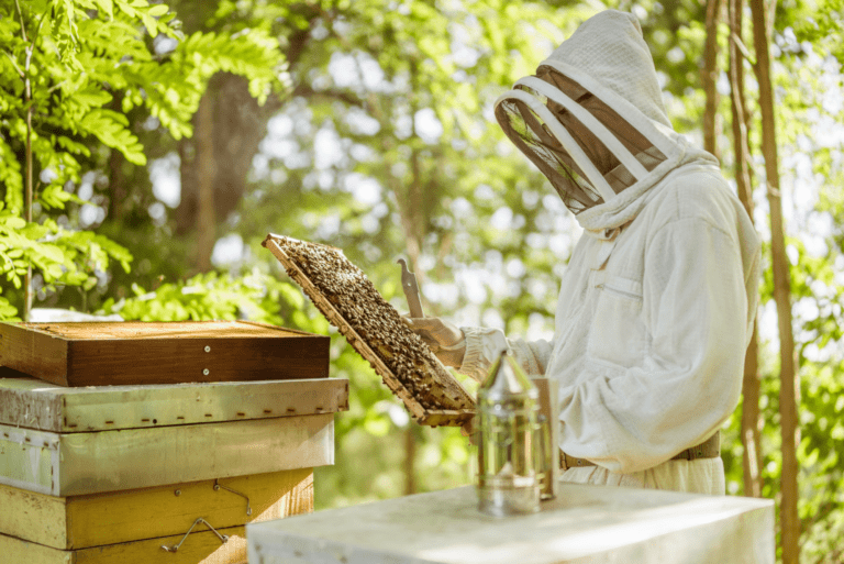 De l’apiculture à la création de son affaire